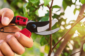 hand pruning tree and pruning shear in garden