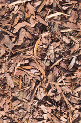 wooden chips mulch on the ground texture. background.
