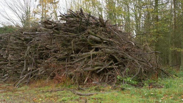 Heaps of cut wood in forest