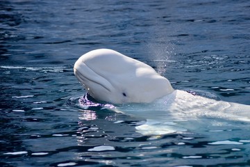 Beluga