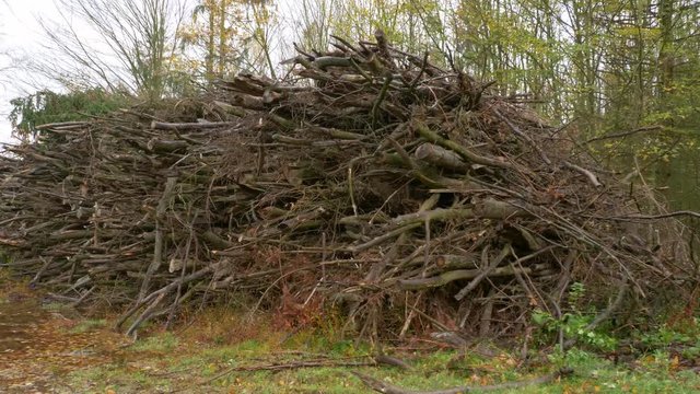 Heaps of cut wood in forest