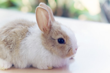 Little rabbit hare cute fluffy bunny domestic animal pet isolated