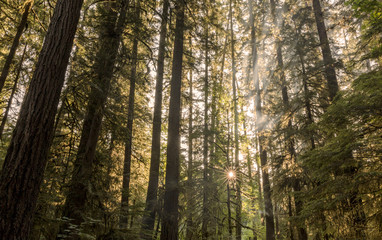 Star sun through trees