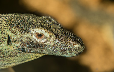 Komodo Dragon close up head shot
