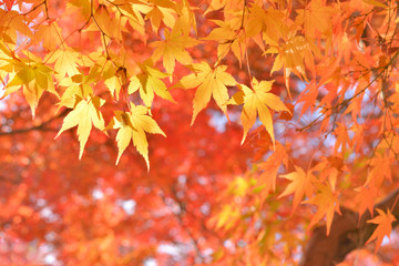 モミジの紅葉