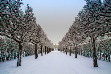 Winter alley. Trees in the snow. The city of Pushkin. Russia. Tsarskoe Selo in the winter.
