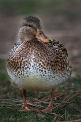 Mallard