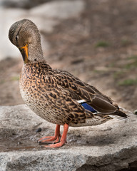 Mallard