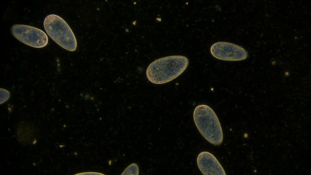 unicellular microorganism - paramecium under the microscope video clip