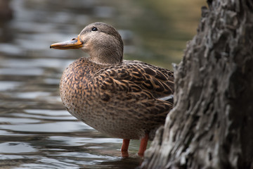 Mallard