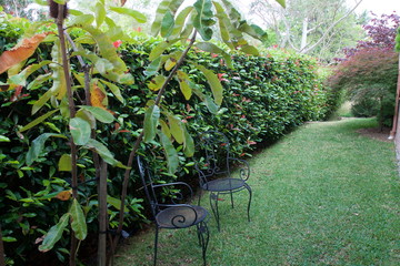 Garden Hedge