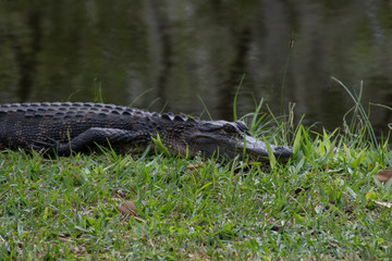 American Alligator