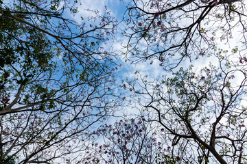 Pink trumpet tree branch with sky.