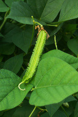 Green Winged bean on leaf