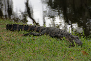 American Alligator