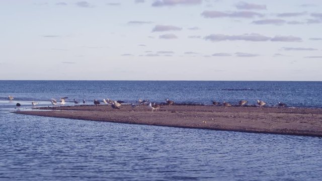Gulls on sandbar with ocean at sunset