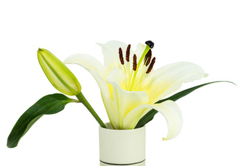 White lilies in the glass