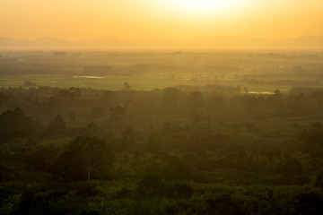 sunset at the forest in golden hour of the day.