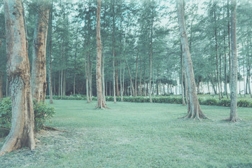 Green Leaf Forest Background