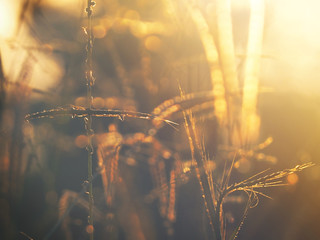 Blurry and  soft silhouette grass fields with bokeh in the morning.