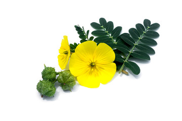 The yellow flower of devil's thorn