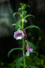 Pink flower of Sesame Plant.