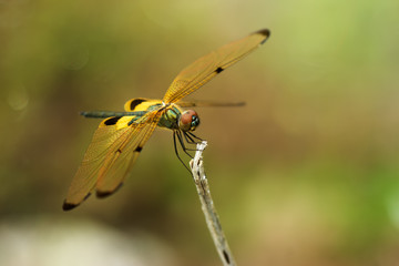 Black and yellow  dragonfly perched on grass.
