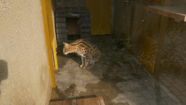 Angry serval (Leptailurus serval) in zoo
