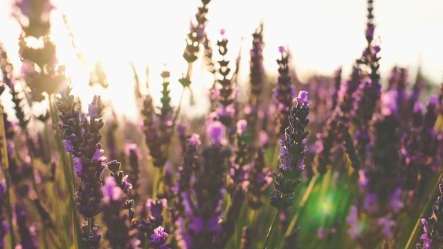 Sunset Sun Shining through Beautiful Blooming Lavender Flowers. SLOW MOTION 120 fps. Close Up Dolly Shot. Plateau du Valensole, Provence, South France, Europe. Cinematic Nature Background. Lens Flare.