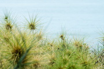 Close up Spinifex littoreus grass