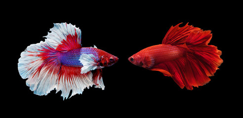 two siamese fighting fish on black background