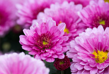 Fototapeta premium Purple Flowers