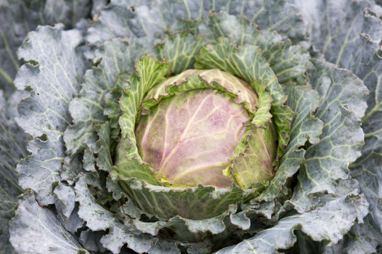 Cabbage Head with Outer Leaves 