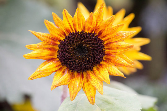 Small Sunflower 