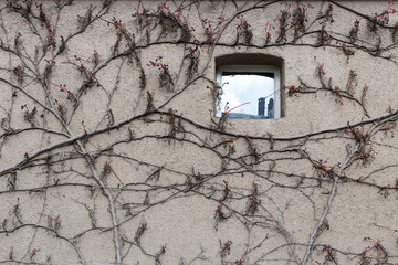 facade flower in autumn