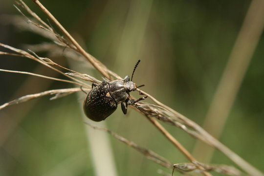 Egyptian Beetle (Blaps polychresta) Australia