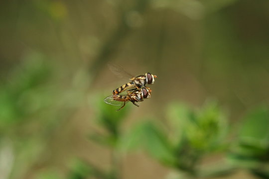 A pair of Hover flies mating on the wing