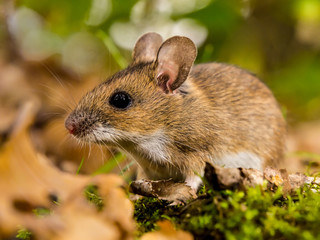yellow necked mouse in habitat