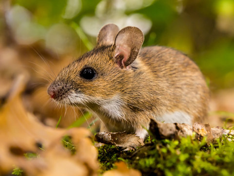 yellow necked mouse in habitat