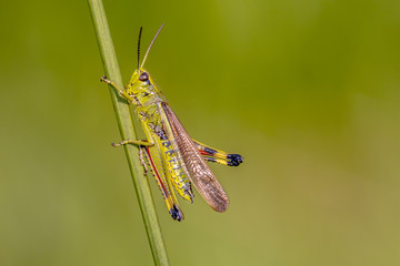Marsh grasshopper on grass stem