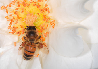 Bee 