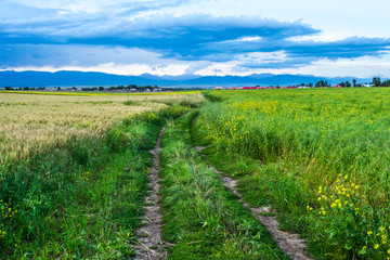 Fototapeta na wymiar Wheat field in Xinjiang