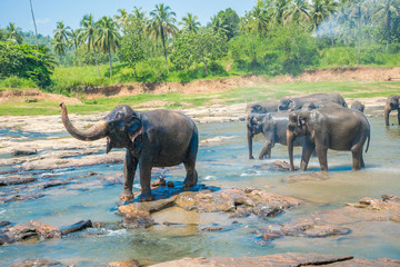 Elephants bathing in the river. National park. Pinnawala Elephant Orphanage. Sri Lanka.