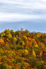 Naklejka premium Top view of a beautiful colorful autumn forest.
