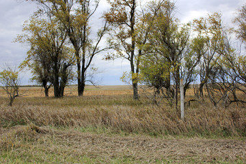 Trees in the country