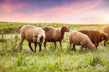 Sheep in the pasture