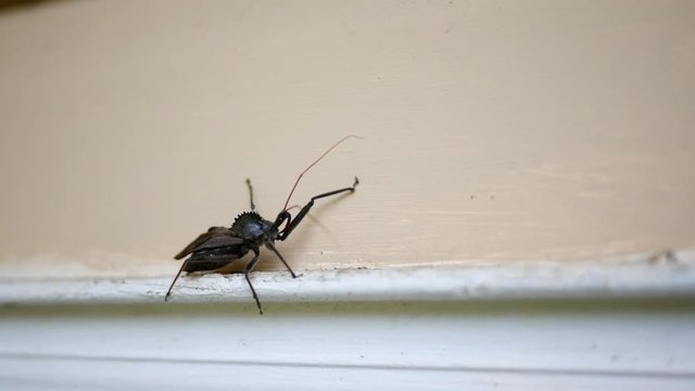 A Wheel bug walking along a door frame of a home exterior - V1