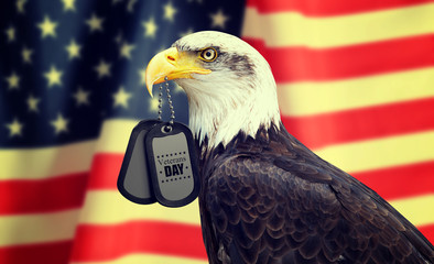  Veterans Day Concept. Bald Eagle holds a dog tags in his beak against a American Flag.