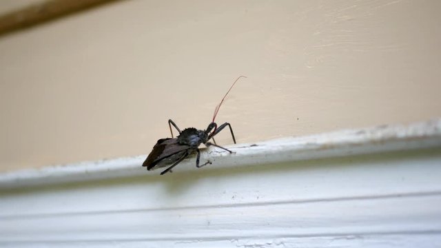 A Wheel bug walking along a door frame of a home exterior - V2