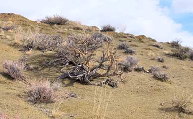 Camel thorn in the Altai